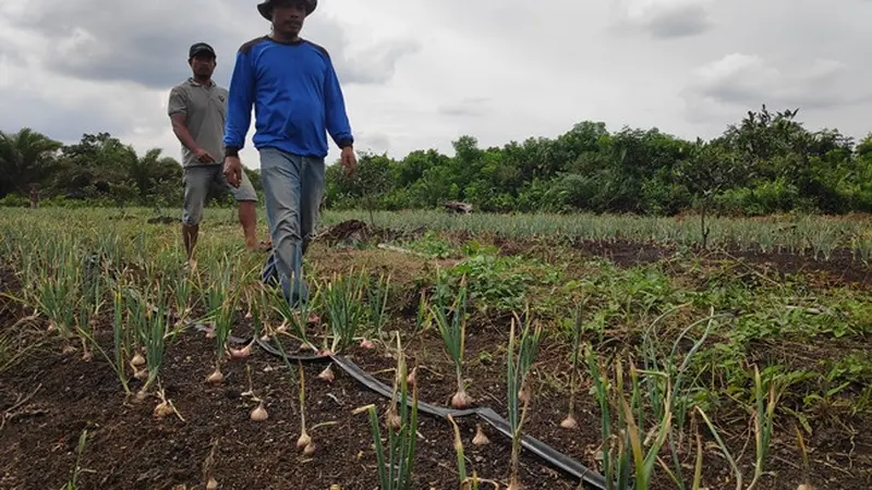 Kebun bawang siap panen di Desa Bandar Jaya, Kabupaten Bengkalis, setelah pemiliknya meninggalkan sawit.