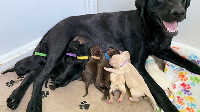 7 Potret Gemas Induk Anjing Saat Menyusui Anak-anaknya, Lucu Banget