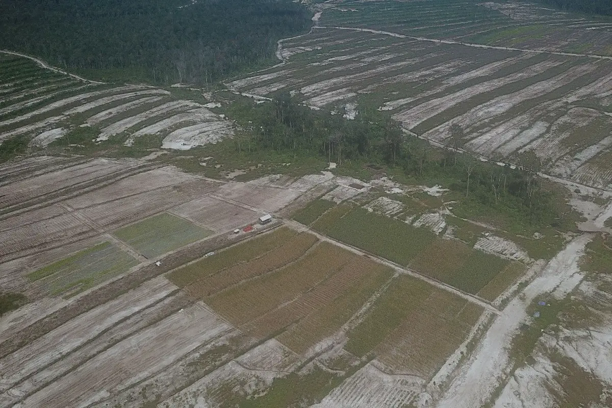 Menakar Dampak Positif dan Negatif Program Food Estate, Program Pemerintah Jadi Sorotan Paslon Capres Cawapres