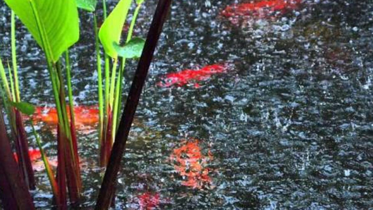Panduan Lengkap Membuat Kolam Ikan Hias di Rumah Sempit, Bikin Asri dan Estetik