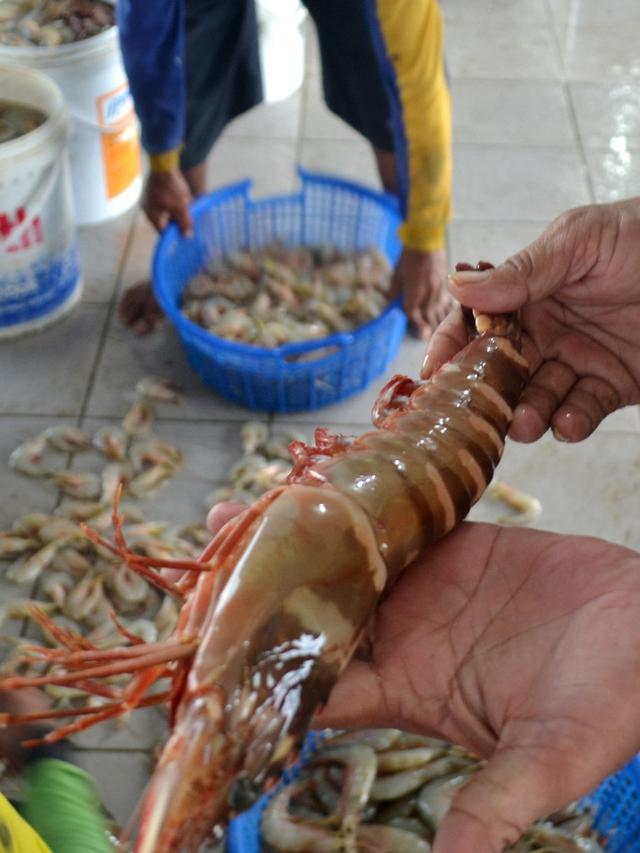 Udang Tiger hasil tangkapan Nelayan Cilacap. (Foto: Liputan6.com/Muhamad Ridlo)
