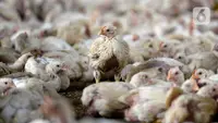 Cara Mengolah Azolla jadi Pakan Ayam, Lebih Terjangkau, Tetap Bergizi