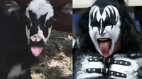 Anak sapi yang mirip dengan penyanyi band rock, Kiss, Gene Simmons. (Fecebook Hill Country Visitor) 