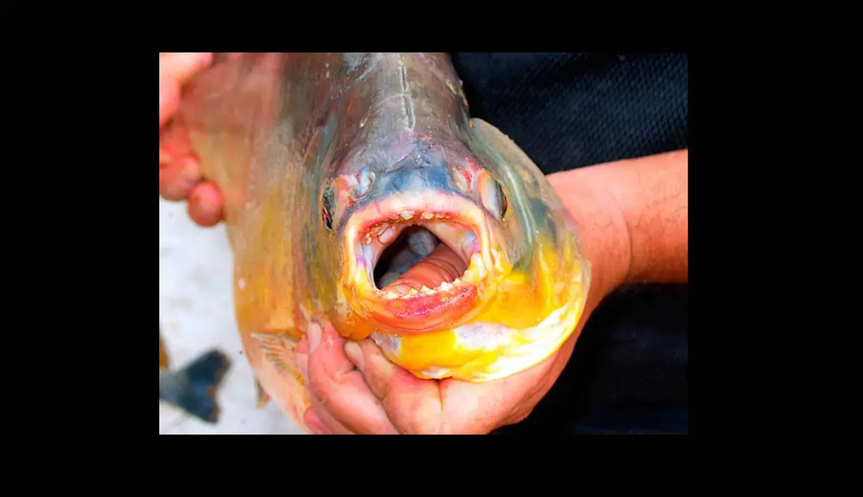 Dalam beberapa kesempatan, ikan ini pernah dilaporkan menyerang alat kelamin perenang pria di Brasil, Denmark, atau Papua Nugini. (Daily Mail)