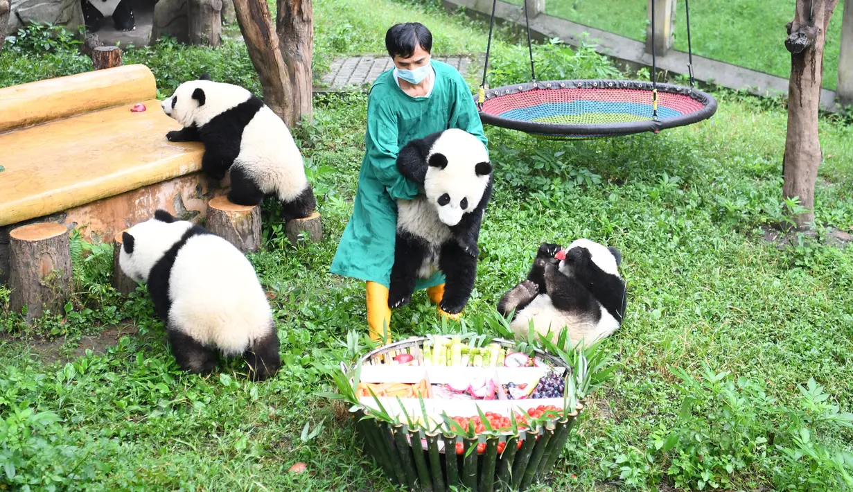 Seorang staf menggendong panda raksasa mendekati kue ulang tahun di Kebun Binatang Chongqing, China (23/6/2020). Kebun Binatang Chongqing menggelar  pesta ulang tahun empat ekor panda raksasa yang menginjak usia satu tahun, yakni Shuangshuang, Chongchong, Xixi, dan Qingqing. (Xinhua/Tang Yi)