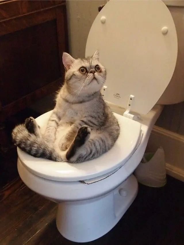 6 Potret Hewan Buang Air Besar di Toilet Ini Bikin Tepuk Jidat