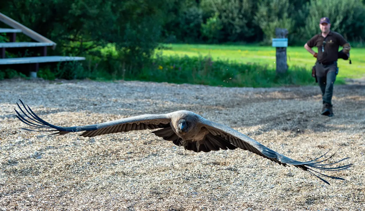 Peter Wenzel melatih burung condor muda bernama Molina di Eagle Reserve, Bindslev, Denmark, 27 Agustus 2019. Condor masuk dalam populasi burung yang hampir punah. (Henning Bagger/Ritzau Scanpix/AFP)