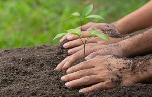 Ilustrasi menanam pohon. (Image by jcomp on Freepik)