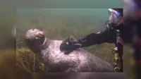 Aksi Manja Anjing Laut Minta Digaruki Penyelam