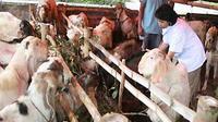 Pemeriksaan kondisi kesehatan hewan qurban yang dijual di jalan Karanglo, Malang, Jatim. (Antara)