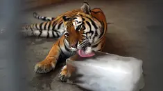 Seekor harimau menjilati bongkahan es batu di Kebun Binatang Karachi saat gelombang panas melanda Pakistan, Rabu (19/4). Gelombang panas tengah melanda beberapa wilayah Pakistan hingga membuat suhu meningkat jadi 45 derajat celcius. (RIZWAN TABASSUM/AFP)