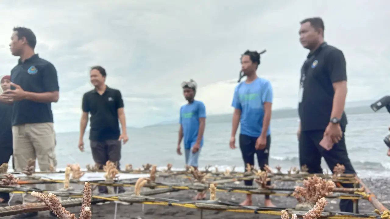 Proses transplantasi trumbukarang seluas 3 hektar di kawasan pantai Bansring Banyuwangi (Istimewa)
