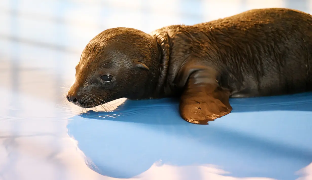 Seekor bayi singa laut beristirahat di objek wisata Harbin Polarland di Harbin, Provinsi Heilongjiang, China timur laut, pada Sabtu (20/6/2020). Beberapa hari lalu, seekor bayi singa laut lahir dengan kondisi yang sehat di Harbin Polarland, Harbin. (Xinhua/Wang Jianwei)