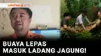 Jangan pernah memelihara binatang peliharaan, jika tidak sanggup untuk mengurusnya. Apalagi binatang peliharaan ini adalah binatang buas. Seekor buaya peliharaan panjang 2,5 meter berkeliaran di ladang jagung milik warga di Bangkalan, Jawa Timur.