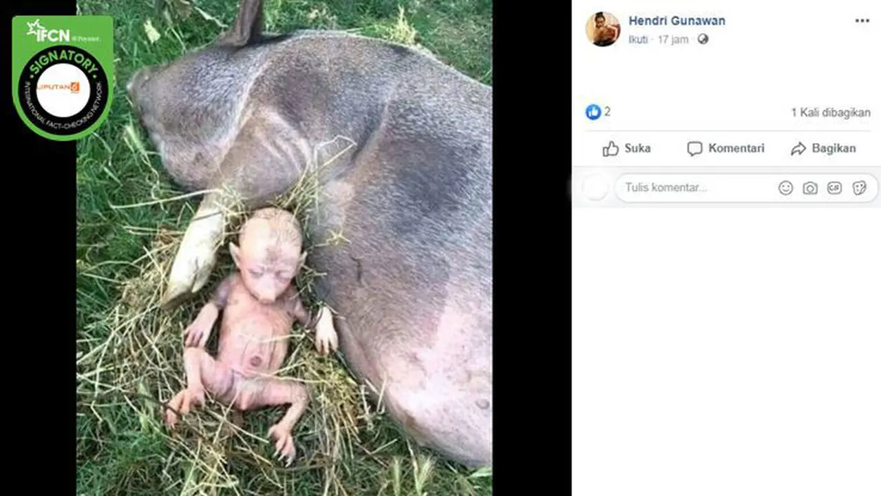[Cek Fakta] Gambar Tangkapan Layar Foto Bayi Babi Mirip Manusia