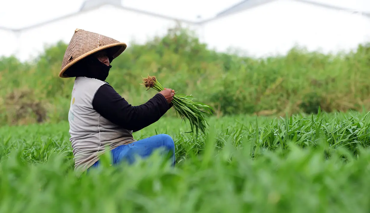 Petani memanen sayur kangkung yang ditanamnya di lahan garapan Banjir Kanal Timur, Cakung, Jakarta, Rabu (15/5/2019). Petani sering memanfaatkan lahan kosong dengan menanam beberapa jenis sayuran seperti kangkung yang dijual sekitar Rp 7.000 per 10 ikat. (merdeka.com/Imam Buhori)