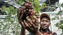 Wagiman (40), petugas Penanganan Prasarana dan Sarana Umum (PPSU) Kelurahan Pondok Kopi menunjukkan buah anggur yang siap panen di kawasan Rawa Jaya, Kecamatan Duren Sawit, Jakarta Timur, Senin (6/6/2022). Wagiman bersama rekan PPSU Kelurahan Pondok Kopi menyulap lahan seluas 300 meter persegi yang sebelumnya tempat pembuangan sampah liar menjadi kebun anggur. (merdeka.com/Iqbal S. Nugroho)