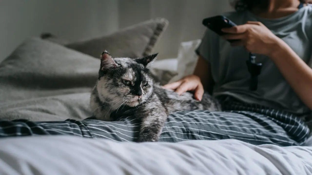 Ciri Kepribadian Orang yang Tidur Bersama Hewan Peliharaan