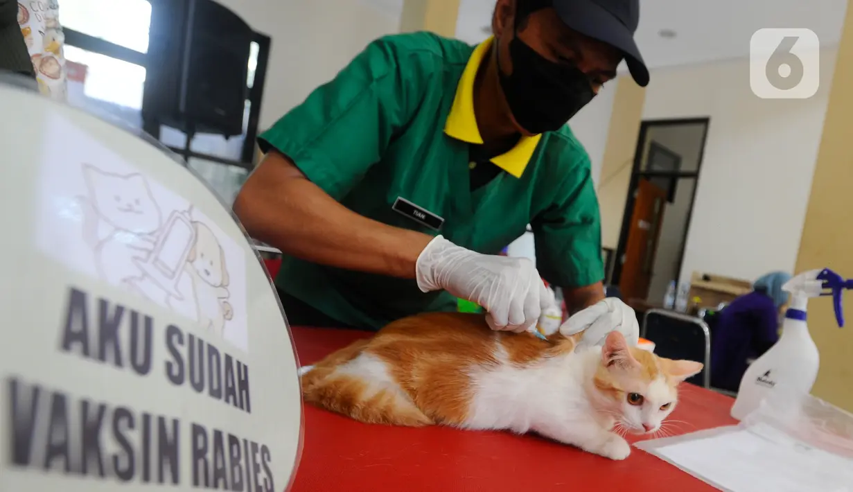 Petugas menyuntikkan vaksin rabies ke seekor kucing milik warga saat kegiatan Vaksinasi Rabies Massal Gratis se-Kota Depok di Kantor kecamatan Cinere, Depok, Jawa Barat, Sabtu (18/11/2023). (merdeka.com/ Arie Basuki)