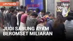 Arena Judi Sabung Ayam Beromset Miliaran Digerebek Polisi