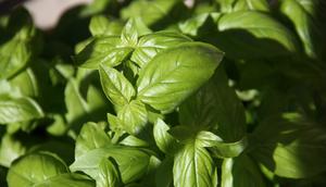 Daun kemangi. (dok. Unsplash.com/Alissa De Leva)