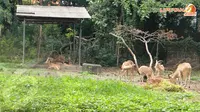 KBS pernah dijuluki kebun binatang terkejam oleh situs luar negeri. Sejak Oktober hingga Desember 2013 tercatat kurang lebih 30 satwa mati (Liputan6.com/Kontri/Yovinus Guntur). 