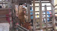 Wali Kota Probolinggo Habib Hadi Zainal Abidin meninjau langsung sejumlah hewan ternak jelang Hari Raya Idul Adha (Istimewa)