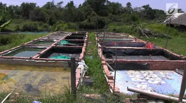 Ratusan kolam ikan para petani di kawasan Sugiwaras  dan sekitar kelurahan talang Jambi, kecamatan Sukarami Palembang, menderita kekeringan akibat kekurangan air selama musim kemarau.