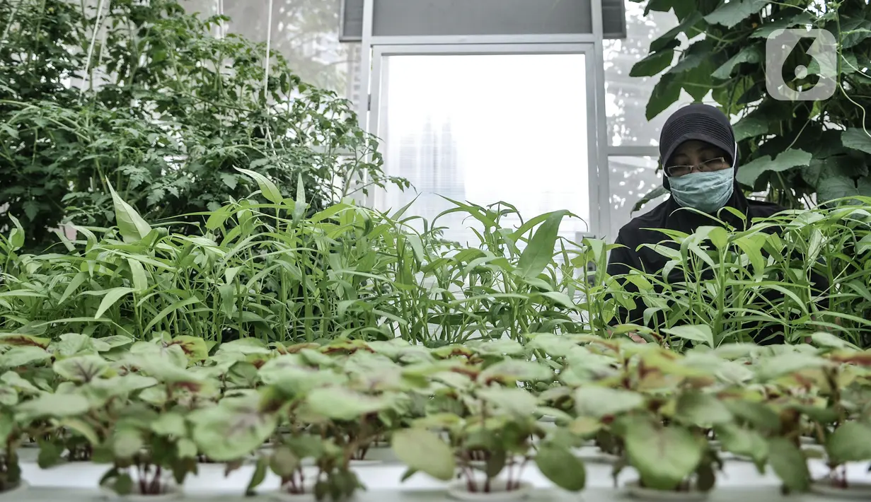 Anggota Kelompok Wanita Tani (KWT) Teratai saat melakukan perawatan tanaman sayur hidroponik di rumah kaca Green House, Sunter Muara, Jakarta, Minggu (13/12/2020). (merdeka.com/qbal S. Nugroho)