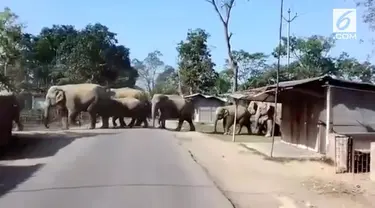 Kawanan gajah keluar dari hutan dan memasuki desa di India. Peristiwa ini membuat panik warga sekitar.