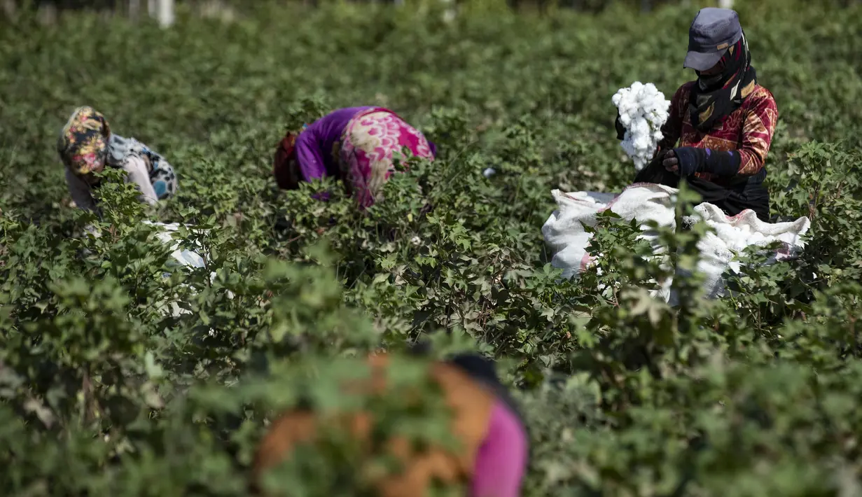 Para wanita memanen kapas di sebuah ladang di pedesaan Raqa di Suriah utara (20/9/2022). Kapas tersebut kemudian diangkut ke gudang di bawah kendali pemerintahan Kurdi Suriah. (AFP/Delil Souleiman)