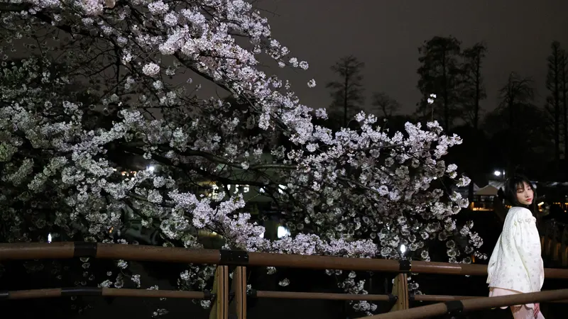 Pesona Keindahan Bunga Sakura di Malam Hari