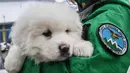 Ekspresi anak anjing yang berhasil diselamatkan dari reruntuhan Hotel Rigopiano di Farindola, Italia (22/1). Dengan ditemukan anak anjing itu, petugas berharap dapat menyalamatkan 23 orang yang masih terjebak dalam hotel. (Alessandro Di Meo / ANSA via AP)