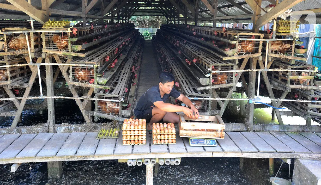 Peternak menimbang telur ayam ras hasil panen di peternakannya di Kampung Kebon Kopi, Pengasinan, Bogor, Kamis (15/12/2022). Menurut peternak setempat, kenaikan harga telur di tingkat peternak disebabkan tingginya permintaan pasar jelang perayaan Natal dan Tahun Baru. (merdeka.com/Arie Basuki)