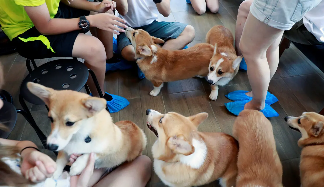 Anjing ras Corgis bermain dengan pelanggan di kafe anjing bernama Corgi In The Garden di Bangkok, Thailand. Selain indoor, kafe ini juga menyiapkan halaman outdoor yang dibuat khusus pengunjung bermain dengan anjing. (REUTERS/Soe Zeya Tun)