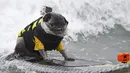 Brandy, anjing jenis pug berdiri di atas papan seluncurnya ketika mengikuti kompetisi surfing anjing Petco Unleashed ke-10 di pantai Imperial, California, 1 Agustus 2015. (REUTERS/Mike Blake)