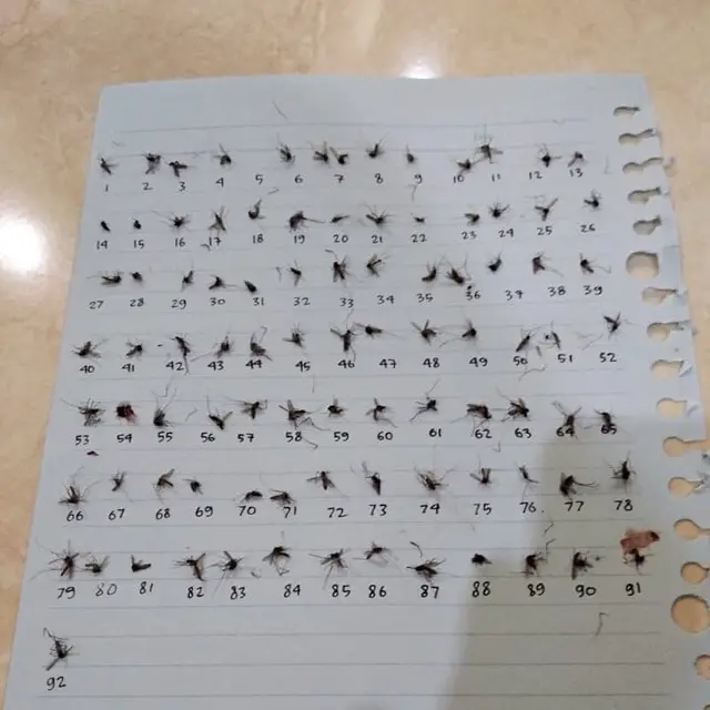 7 Potret Nyeleneh Orang Koleksi Mayat Nyamuk, Ada yang Sampai Bikin Komik