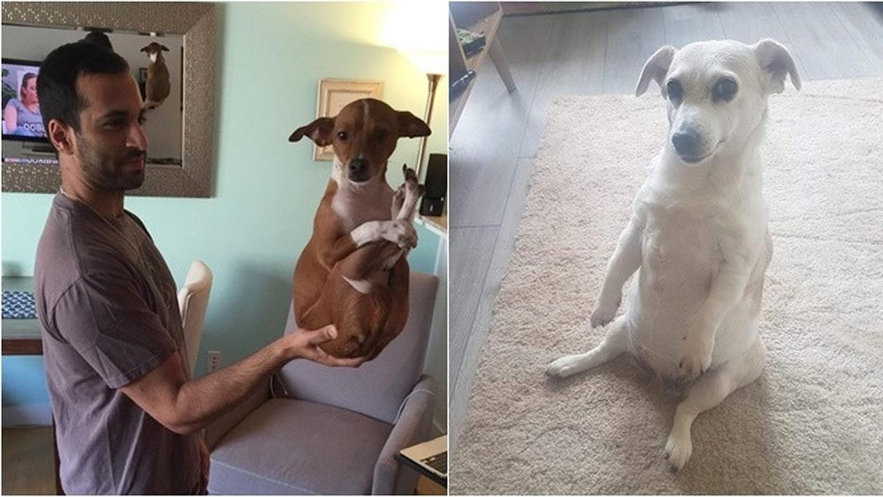 7 Tingkah Laku Unik Binatang Peliharaan yang Tak Terduga