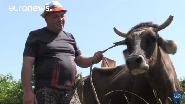 Lewati Perbatasan Secara Ilegal, Sapi Bulgaria Akan Dihukum Mati