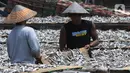 Pekerja menjemur ikan asin di perkampungan nelayan Muara Angke, Jakarta, Selasa (5/12/2023). (merdeka.com/Imam Buhori)