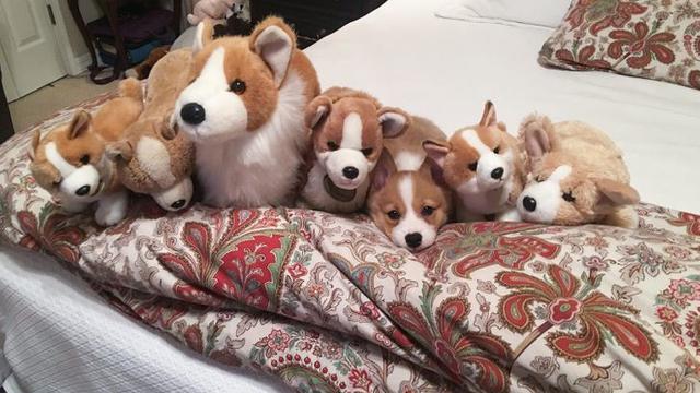 Jago Berkamuflase, Ini 8 Potret Lucu Hewan Peliharaan Saat Bersembunyi