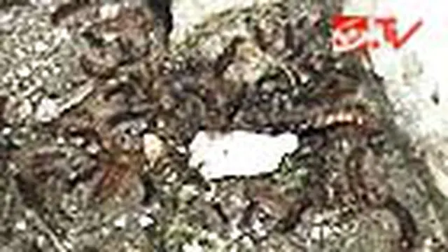 Ulat Bulu Repotkan Warga Pati