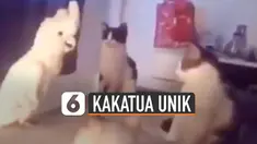 Kocak yang dilakukan oleh seekor burung kakatua ini. Ketika sedang dikepung oleh tiga kucing, ia mengeong seperti layaknya kucing pada umumnya.