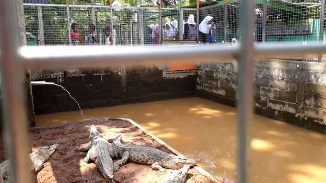 Penangkaran buaya menjadi tempat favorit yang banyak dikunjungi anak-anak sekolah. (Foto: Liputan6.com/Muhamad Ridlo)