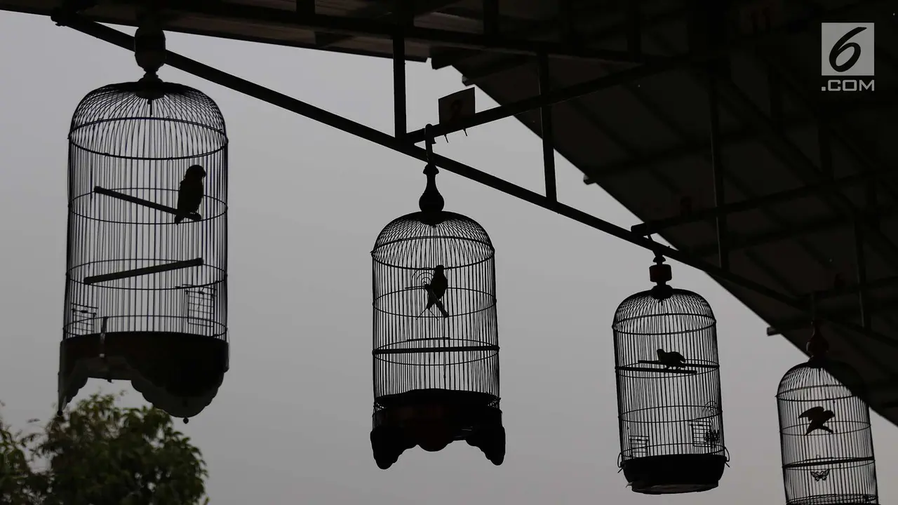 Lomba Kicau Burung Sedot Perhatian Warga di KBT