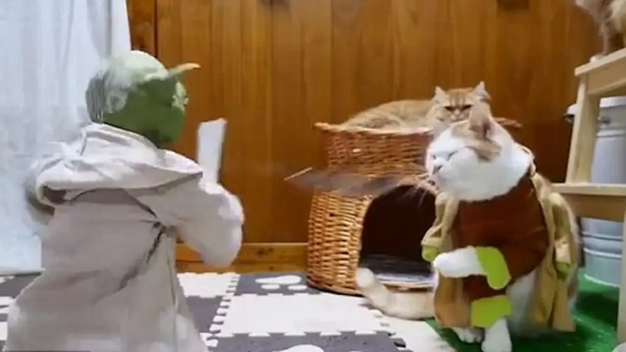 Demam Star Wars, Kucing Ini Ikuti Latihan dari Master Yoda