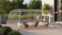 8 Ide Kandang Ternak Ayam Petelur Mini di Teras Belakang, IRT Bisa Panen Telur Setiap Hari