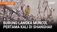 Burung Langka Asia Tengah Muncul Pertama Kali di Shanghai