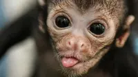 Ada-ada saja perilaku hewan yang membuat kita geleng-geleng kepala. Seperti monyet ini, dia mencuri bensin motor dan meminumnya.