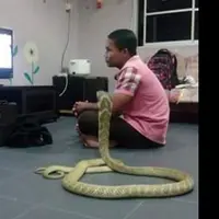 Potret Persahabatan Manusia dengan King Kobra | foto : facebook